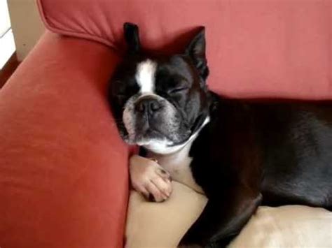 boston terrier snoring noise.